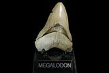 Serrated, Fossil Megalodon Tooth - Aurora, North Carolina #179723-1